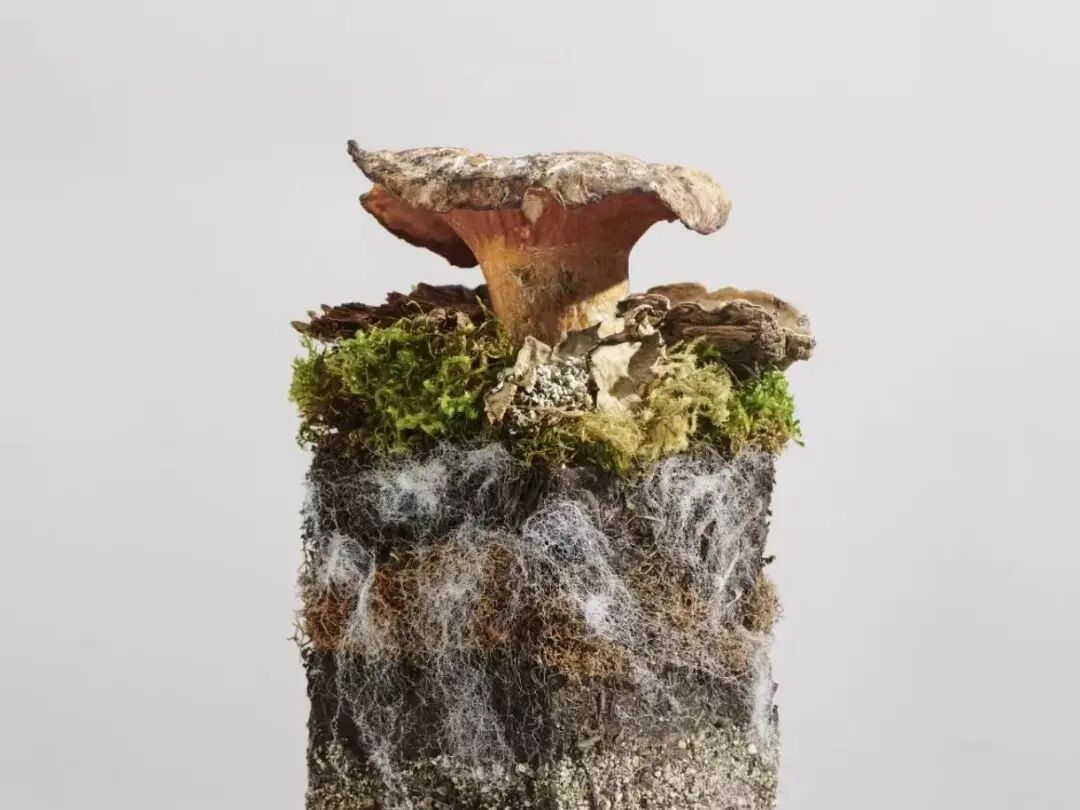 【地球日特辑】取之自然，归于自然：<i style='color:red'>生物基材料</i>的生态美学